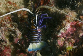 Komodo 2016 - Painted spiny lobster - Langouste peinte - Panulirus versicolor - IMG_6813_rc